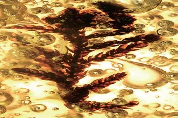 漳浦琥珀带你穿越时空2