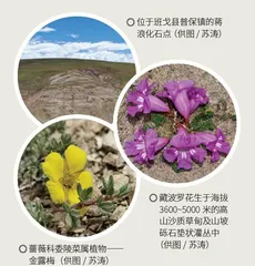 寻找青藏高原上的寻找青藏高原上的2