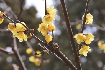 北海雪纷飞,沾有梅瓣香1
