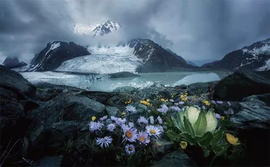 在博格达峰,与盛夏雪莲相遇6
