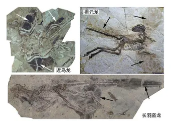 鸟类起源:寻找“飞翔”的恐龙1