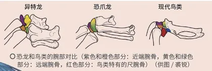 鸟类起源:寻找“飞翔”的恐龙2