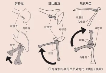 鸟类起源:寻找“飞翔”的恐龙3