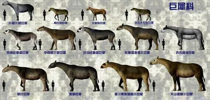 穿越青藏高原的史前巨兽:巨犀家族2