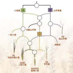 普通小麦:农田植物的演化奇迹1