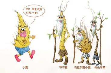 普通小麦:农田植物的演化奇迹2