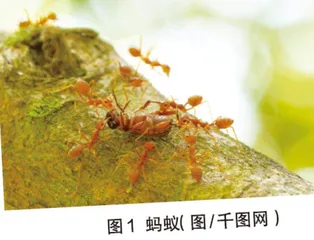 蚂蚁为何要搬运死去的同伴