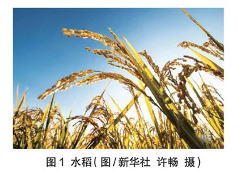 粮食安全，国之大者