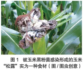 植物会得“癌症”吗