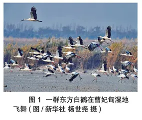 候鸟为何不会迷路 
