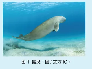 走近“美人鱼”