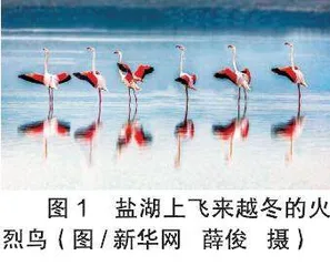 火烈鸟的“艳”羽毛