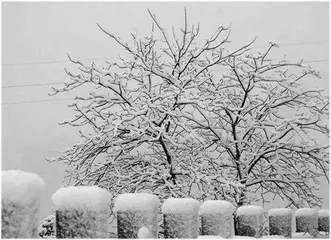 一日之雪