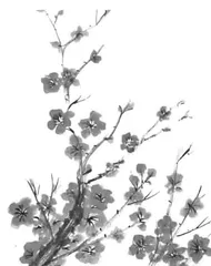 腊梅花开