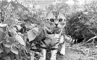 一只猫的春天