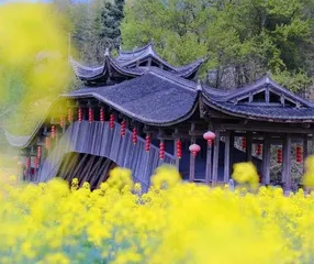 中国木拱桥：“只此青绿”间，长虹凌空起1