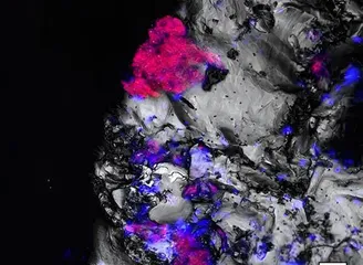 远古细菌“生物钟”被发现