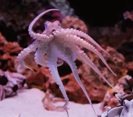 章鱼是外星生物?这可能是真的1