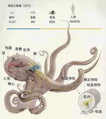 章鱼是外星生物?这可能是真的3
