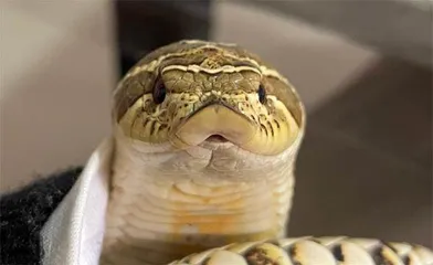 蛇年话蛇1