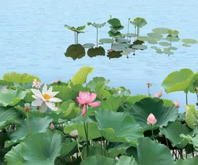 荷月话荷花1
