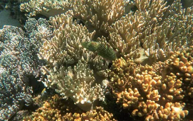 海洋温度达历史新高,我们正在 走向未知3