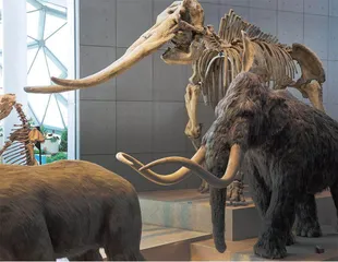 复活灭绝生物不再是梦想