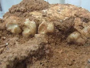 如何在岩壁洞穴中寻觅古生物化石?2