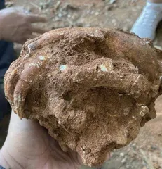 如何在岩壁洞穴中寻觅古生物化石?5