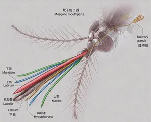 把正在吸血的蚊子拍死它的嘴会断在肉里吗?1
