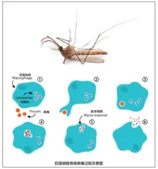 把正在吸血的蚊子拍死它的嘴会断在肉里吗?2