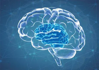 科学家培育出“迷你大脑”最终会产生意识吗?2