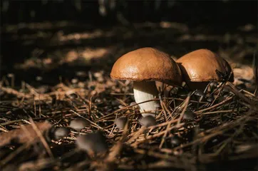 你听说过“生肖蘑菇”吗？