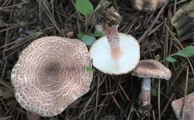 你听说过“生肖蘑菇”吗?1