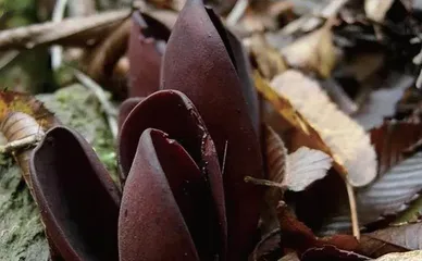 你听说过“生肖蘑菇”吗?2