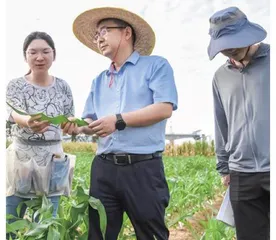 “种田农民”和他的玉米情结1