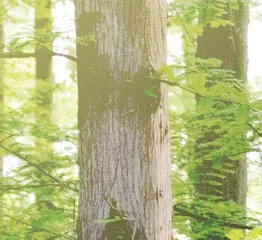 植物居然也用“吸管”