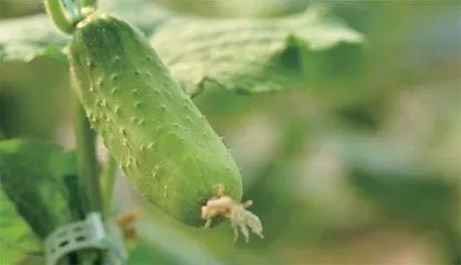 蛋黄颜色越深营养越高?一动就出汗是身体虚?3