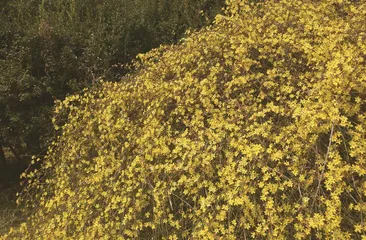 当寒故暖将为雪,北海迎春早放花1