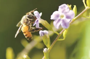 与大自然共舞:生物多样性与生态平衡1