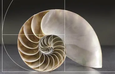 黄金比例:一个神奇的数学现象1