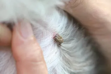 蜱虫叮咬危害大,防范指南要记牢1