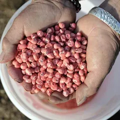 除了“粮食安全”食物保障还意味着什么?1