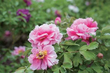 牡丹和芍药如何区分