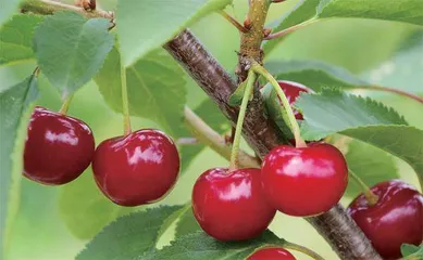低糖水果美味健康两不误2