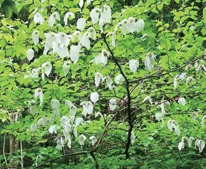 山林相依 植物相伴1