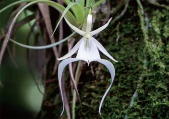 山林相依 植物相伴2