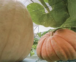 在太空育种培育优质农产品可丰富人们的菜篮子