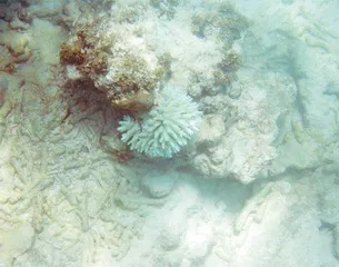 升温突破1.5℃后地球会怎样?2