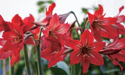 适合春节期间养殖的年宵花1